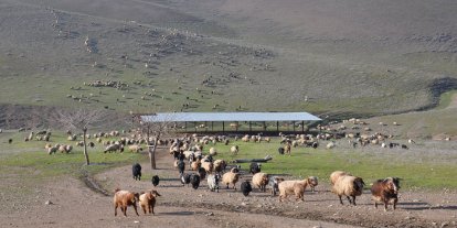 Kurbanlıkta sıkıntı yok, besicilerin gündemi yer sorunu