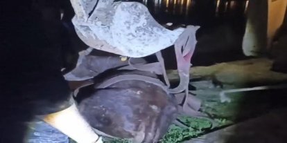 Dicle Nehri'ne düşen ineği itfaiye ekipleri kurtardı