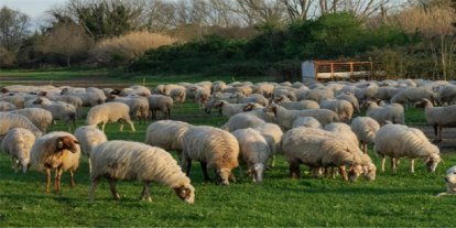 Tarım ve Orman Bakanlığı’ndan Kars’taki mera kullanımıyla ilgili açıklama