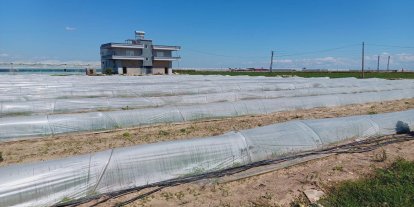 Bakanlıktan tarlada kalan marul iddialarına yalanlama