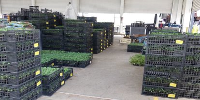 Bahçeler canlanıyor: Fideler tezgâhlarda yerini almaya başladı