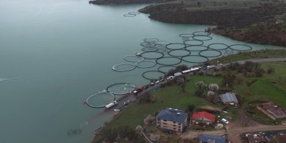 Uzunçayır Baraj Gölü'ne 1,5 milyon yavru alabalık bırakıldı