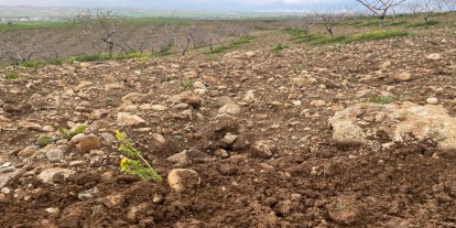 Aşırı yağışlar meyve bahçelerini tehdit ediyor: Uzmanlardan kritik uyarılar