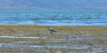 Kuruyan göl yeniden kuşlara yuva oldu