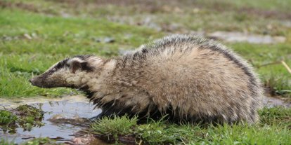 Karlıova'da nesli tükenmekte olan porsuk görüntülendi
