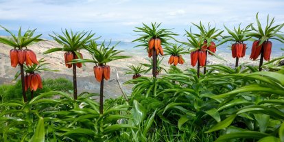 Diyarbakır'da bahar şöleni: Sakız Dağı ters lalelerle renklendi