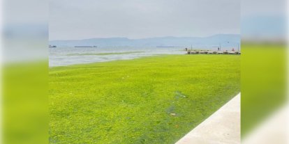 İzmir sahilinde yosun yoğunluğu dikkat çekti