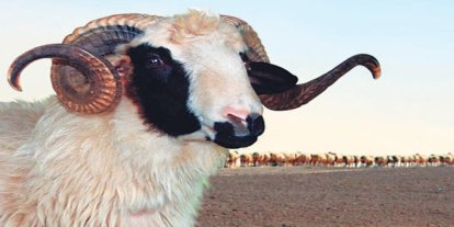 Vekaletle kurban kesim bedelleri belirlendi