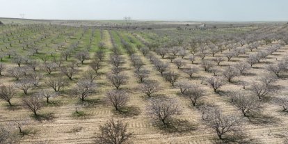 Şanlıurfa badem üretiminde ikinci sıraya yükseldi