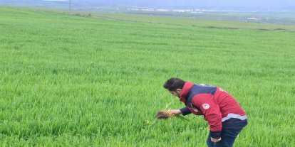 Bingöl İl Tarım Müdürlüğünden hububat üreticilerine çağrı: Yabancı ot ve hastalık riski artıyor