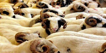 "2026 Kurban Hizmetleri Tebliği" yayımlandı: Kesimler randevulu ve denetimli yapılacak