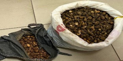 Salep orkidesi yumrularını toplayan kişiye 699 bin lira ceza kesildi