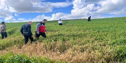 Batman'da buğday üreticilerine yanlış ilaçlama uyarısı