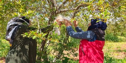 Şanlıurfa’da nar bahçelerinde zararlı alarmı