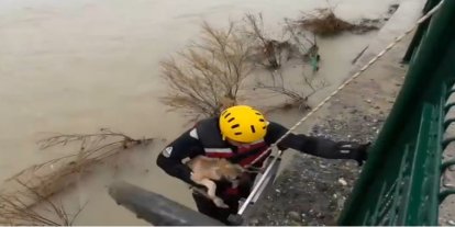 Batman Çayı'nda mahsur kalan yavru köpek kurtarıldı