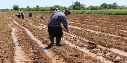 Tarım-ÜFE nisanda yıllık yüzde 42,53 arttı