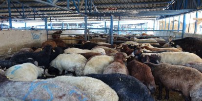 Bursa’da 140 noktada kurban kesimi yapılacak