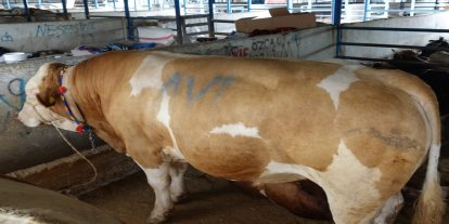Bursa’da tonluk danalar rekor fiyata alıcı buldu