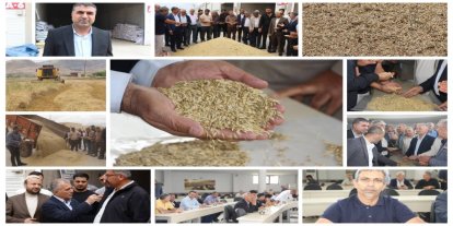 Mardin'de hasadı yapılan yılın ilk arpası satışa sunuldu