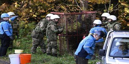 Japonya'dan artan ayı saldırılarına karşı önlem