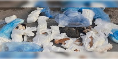 Buca'da ölü bulunan kedilerle ilgili soruşturma başlatıldı