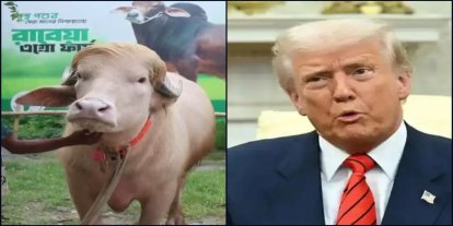 Bangladeş’te "Donald Trump" adı verilen manda viral oldu