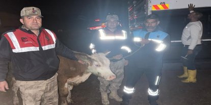 Şanlıurfa'da çalınan büyükbaş hayvan bulundu