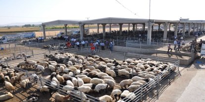 DMM'den sahte kurban ilanlarına ilişkin uyarı