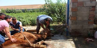 Uzmanlardan kurban kesimi ve eti saklama koşulları hakkında tavsiyeler