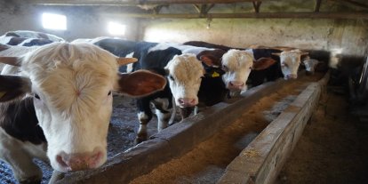 İlk kurbanlar kesilmeye başlandı