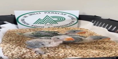 Bursa’da yasa dışı ticarete konu edilen 3 İskender papağanı kurtarıldı