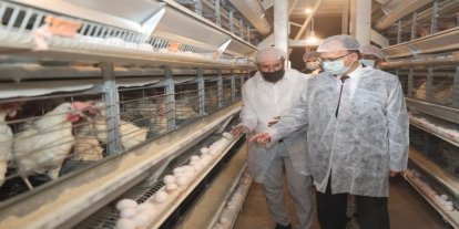 Siirt'te günlük 5 bin koli yumurta üretiliyor