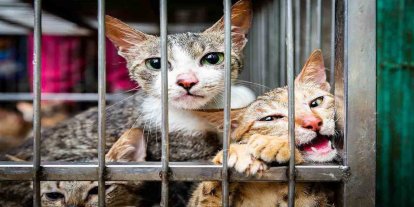 Vietnam'da kesilmek üzere çalınan yüzlerce kedi kurtarıldı