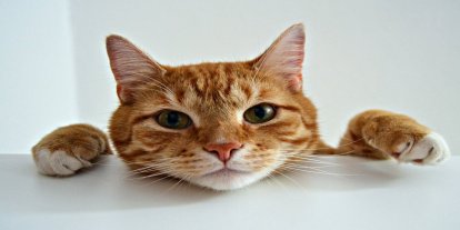 Bilimsel araştırma: Kedi ve köpek sahibi olmak stresle başa çıkmak yerine olumsuz duyguları artırabiliyor