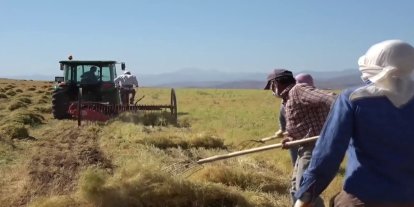 Siirt'te mercimek hasadında yüzler gülüyor