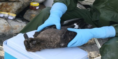 Avustralya'da ilk H5N1 kuş gribi vakası tespit edildi
