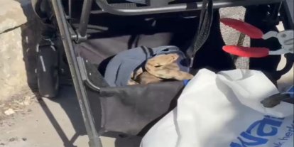 Şanlıurfa'da çocuk arabasında bulunan yılan doğaya bırakıldı