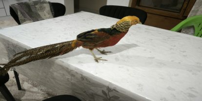 Mardin’de bir evde bulunan sülün yetkililere teslim edildi