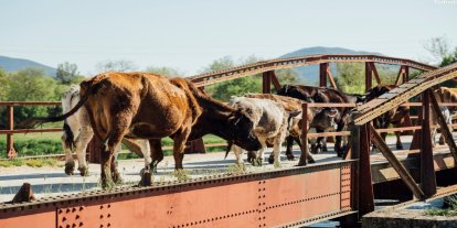 İngiltere'de tren yolunu inek sürüsü bastı: Binlerce yolcu 4 saat bekledi, bazı seferler iptal edildi