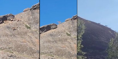Van’da yaban keçileri yerleşim yerinde görüntülendi