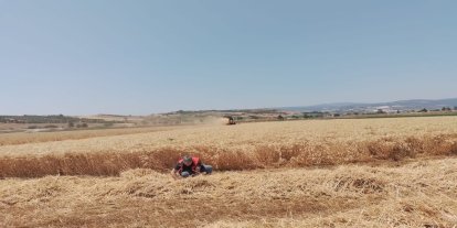 Bursa'da hububat hasadı başladı