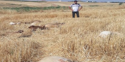 Diyarbakır'da iddiaya göre tarım ilacıyla kirlenen sudan içen 62 küçükbaş hayvan telef oldu
