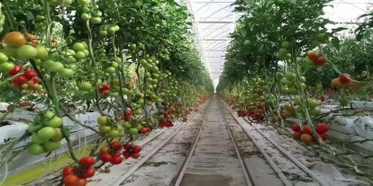 Balıkesir'e 2,5 milyar liralık sera yatırımı