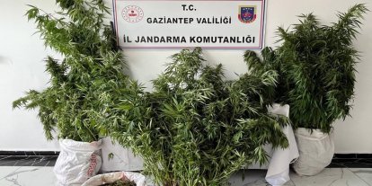 Gaziantep'te 215 kök kenevir ele geçirildi