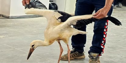 Ayağına ip dolanan leylek itfaiye ekiplerince kurtarıldı