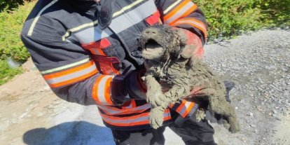 Malatya'da beton içerisinde mahsur kalan yavru köpek kurtarıldı