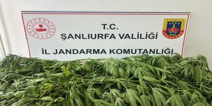 Şanlıurfa'da 35 kök kenevir ele geçirildi