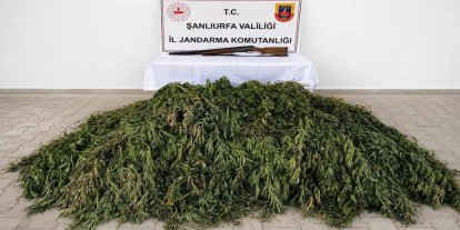 Şanlıurfa'da 610 kök kenevir ele geçirildi