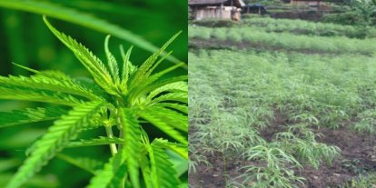Nepal'de ulusal yasağa rağmen esrarın tıbbi kullanımına eyalet onayı