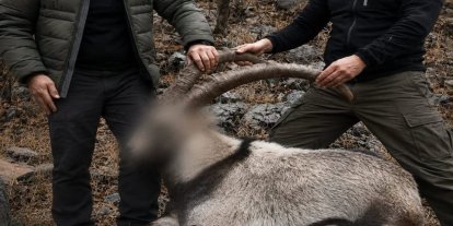Siirt'te koruma altındaki 5 yaban keçisini avlayanlara 6 yıl sonra ceza